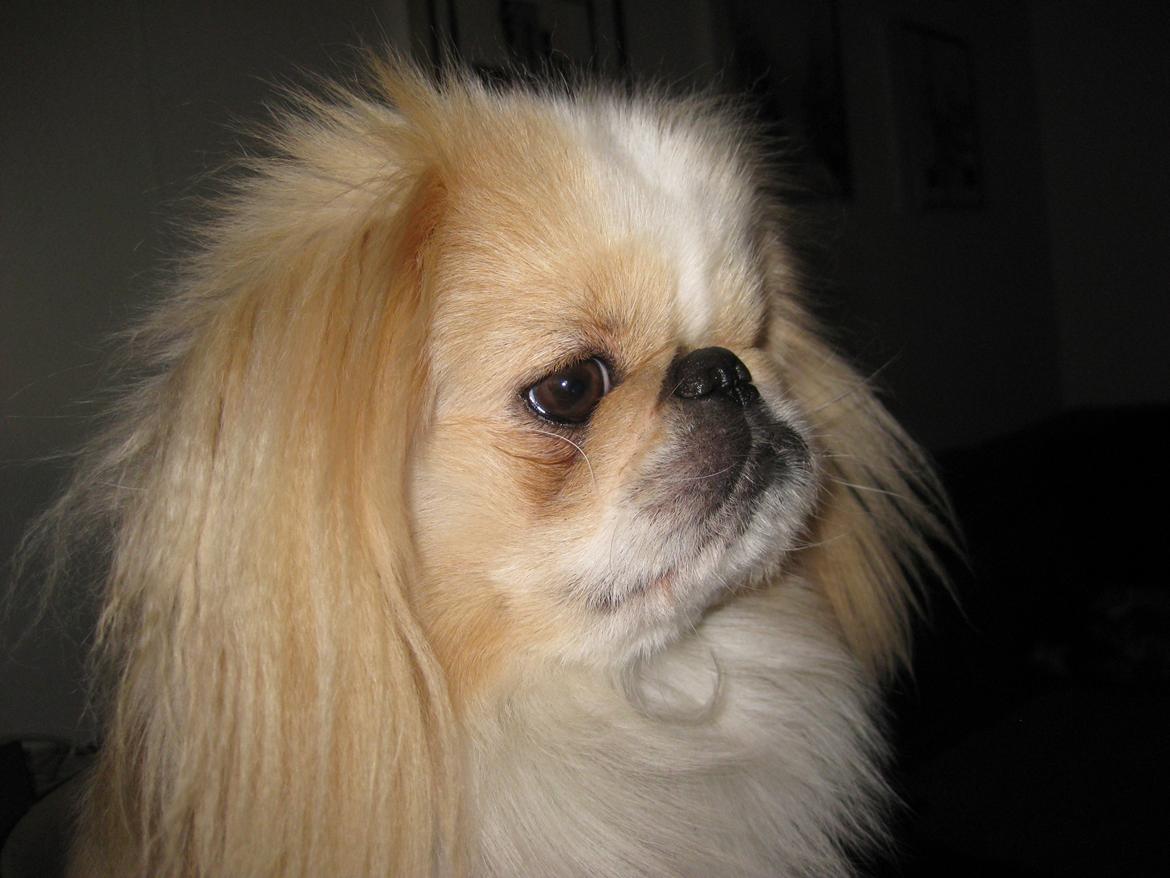 Pekingeser Charlie - Ret og strunk... billede 16
