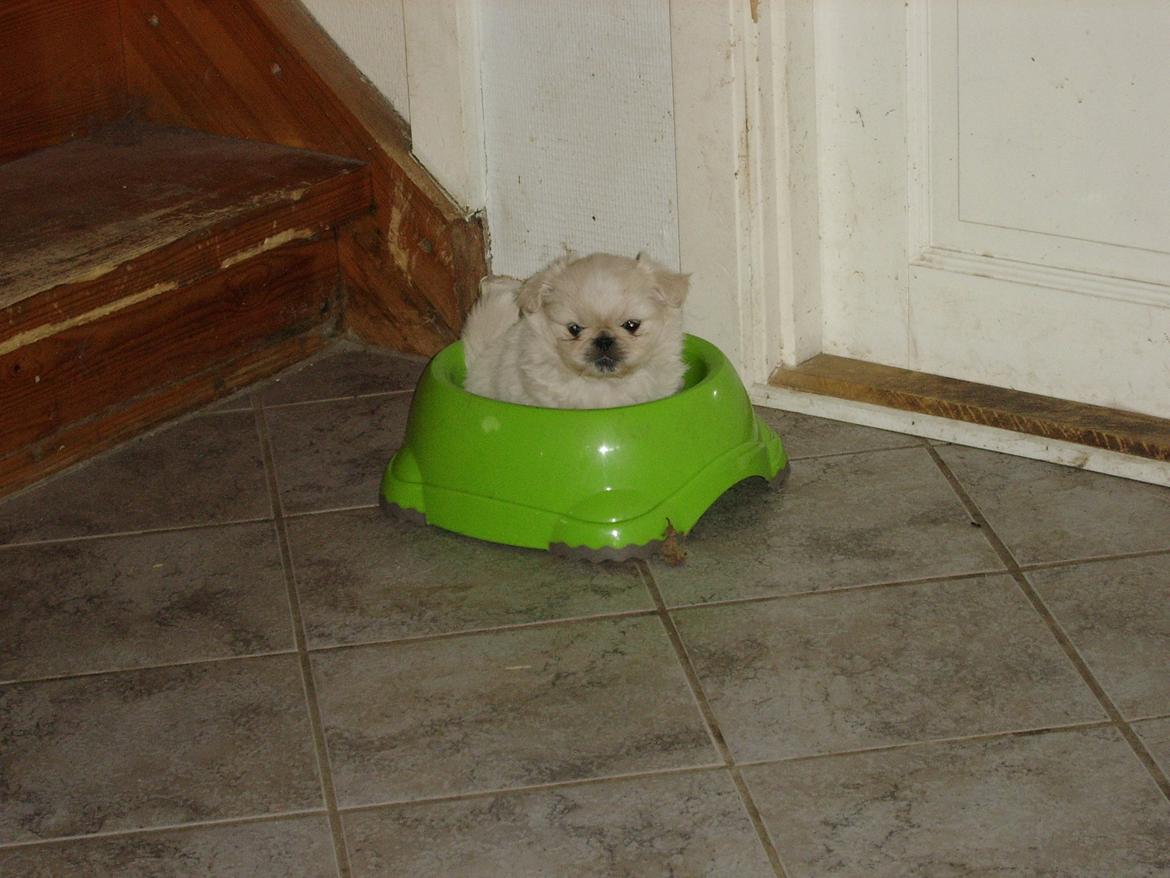 Pekingeser Charlie - 6 uger gammel.... billede 6