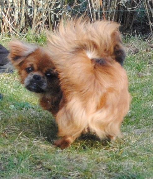 Blanding af racer Malou <3 - "siger du forår" - hmm, det med hoved og r.. i begge ende hvordan er det lige det hænger sammen ? :P billede 3