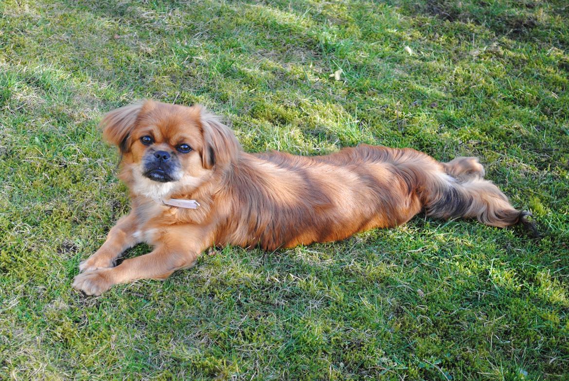 Blanding af racer Malou <3 - Årh foråret skal nydes !! billede 5