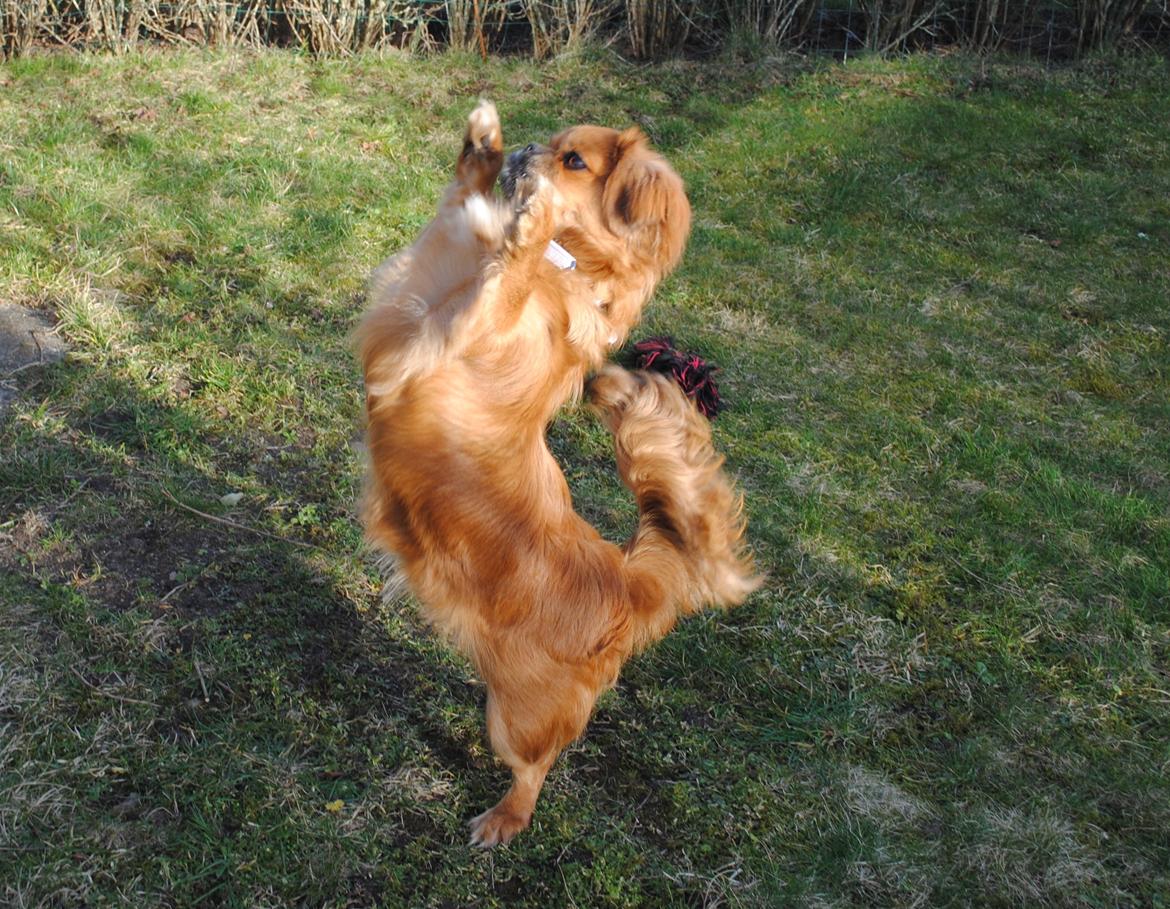 Blanding af racer Malou <3 - Så valgte Malou også lige at danske foråret ind :P billede 6