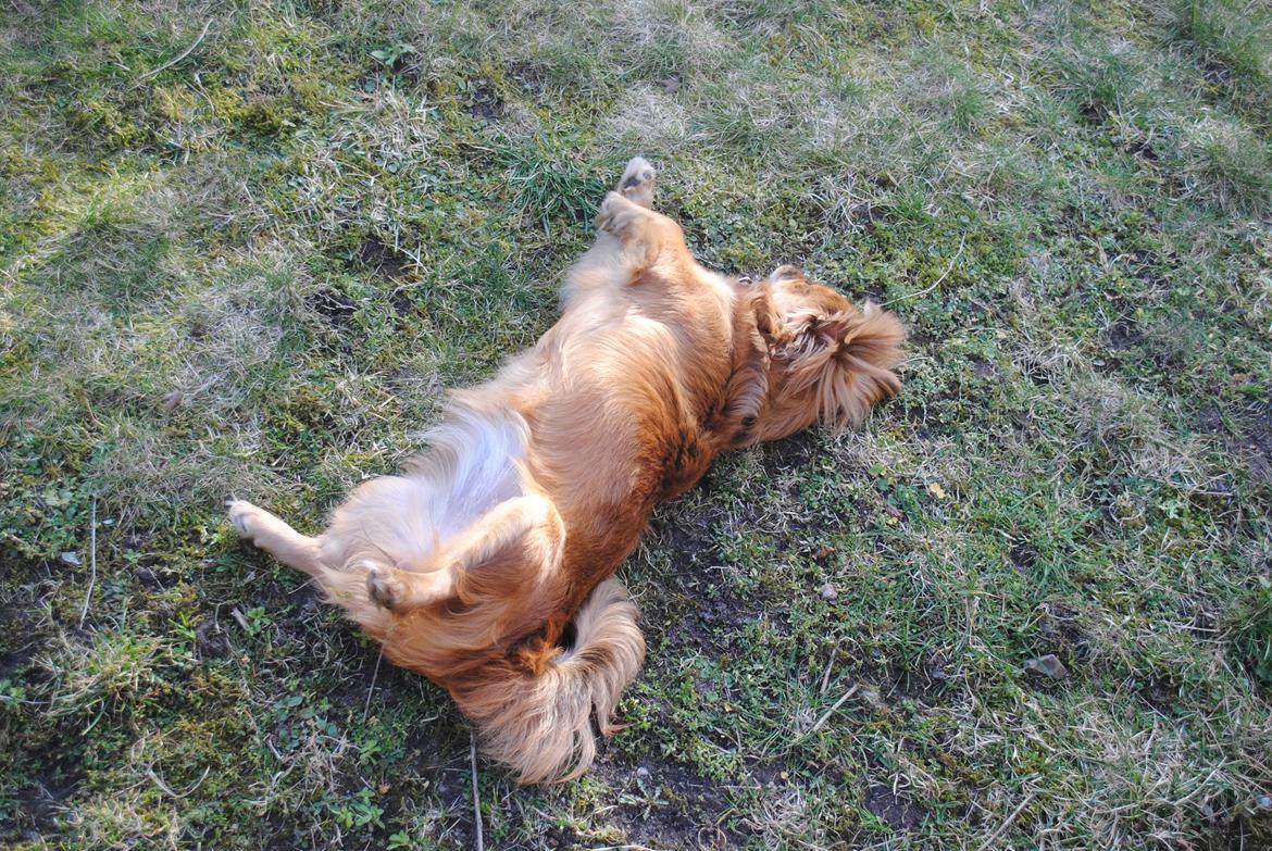 Blanding af racer Malou <3 - Uhh, og det er så godt med det herlige vejr.. billede 7