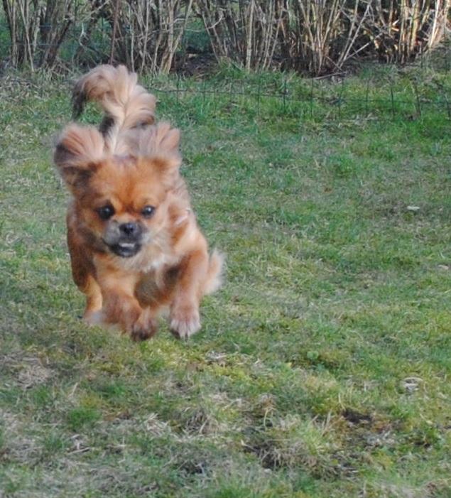 Blanding af racer Malou <3 - "wee, så er det forår" - Malou kommer springene billede 4