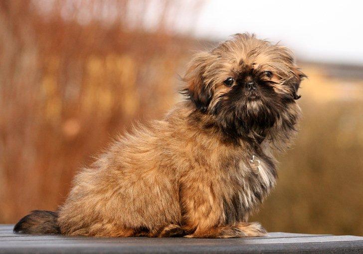 Shih tzu Smilla billede 3