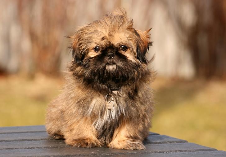 Shih tzu Smilla billede 6