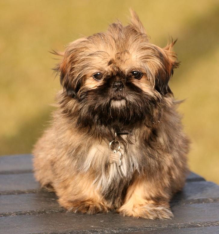 Shih tzu Smilla billede 8