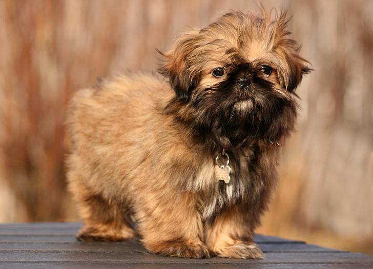 Shih tzu Smilla billede 10