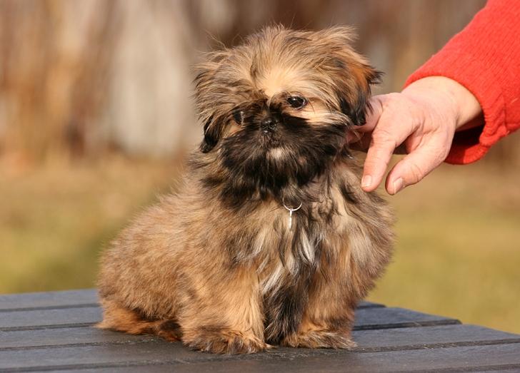 Shih tzu Smilla billede 11