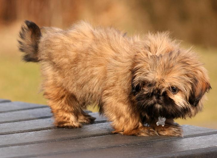 Shih tzu Smilla billede 13