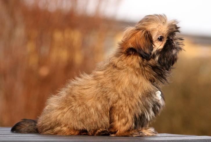 Shih tzu Smilla billede 14