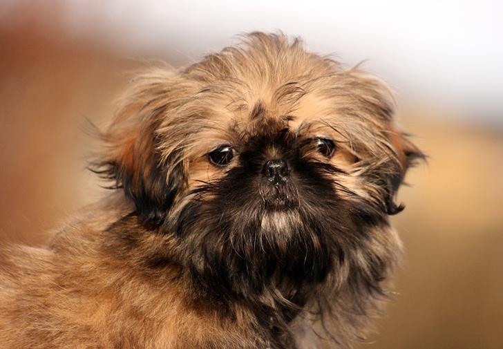 Shih tzu Smilla billede 4