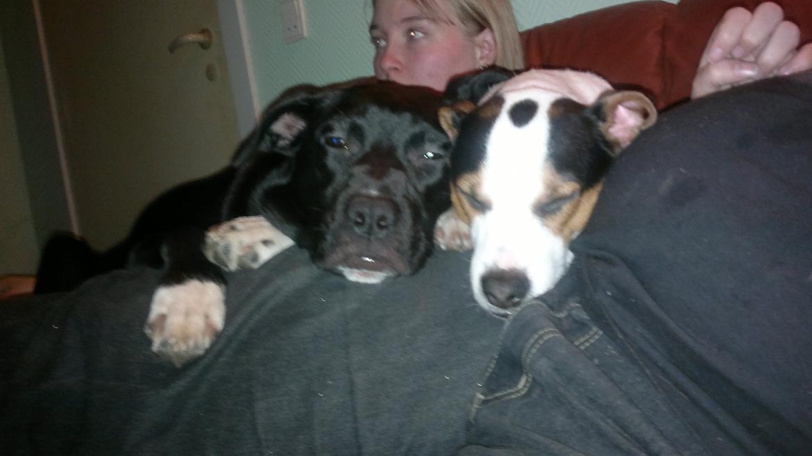 Dansk svensk gaardhund Speedy billede 1