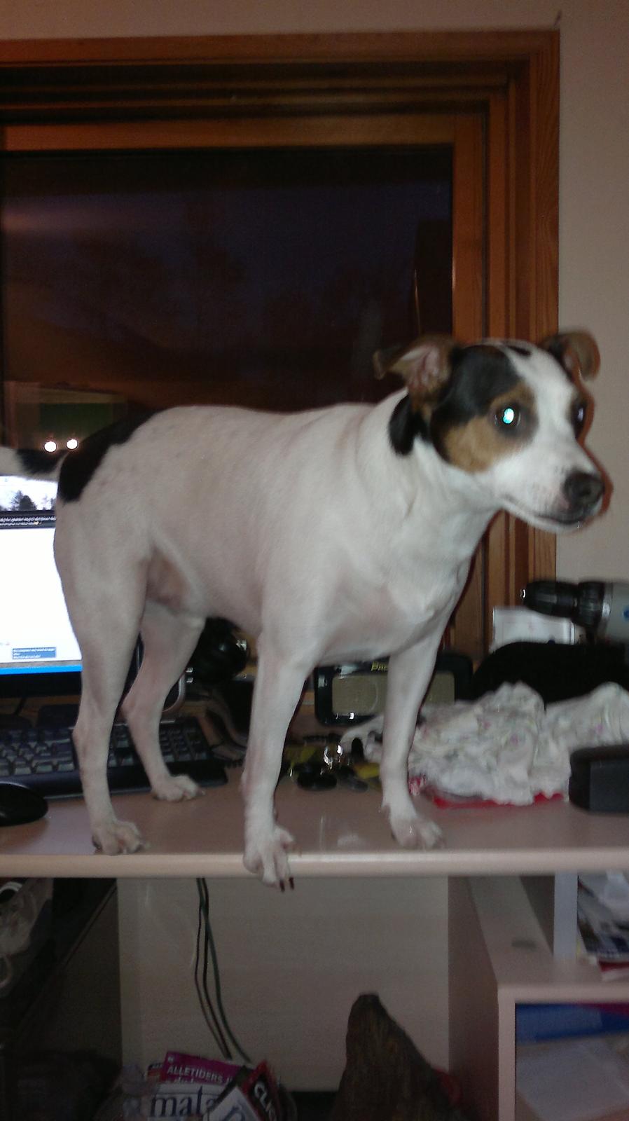 Dansk svensk gaardhund Speedy billede 2