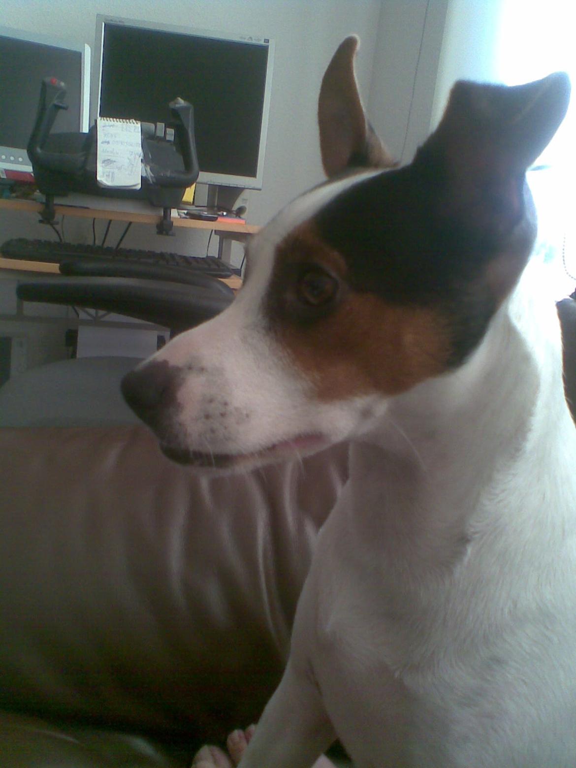 Dansk svensk gaardhund Speedy billede 3