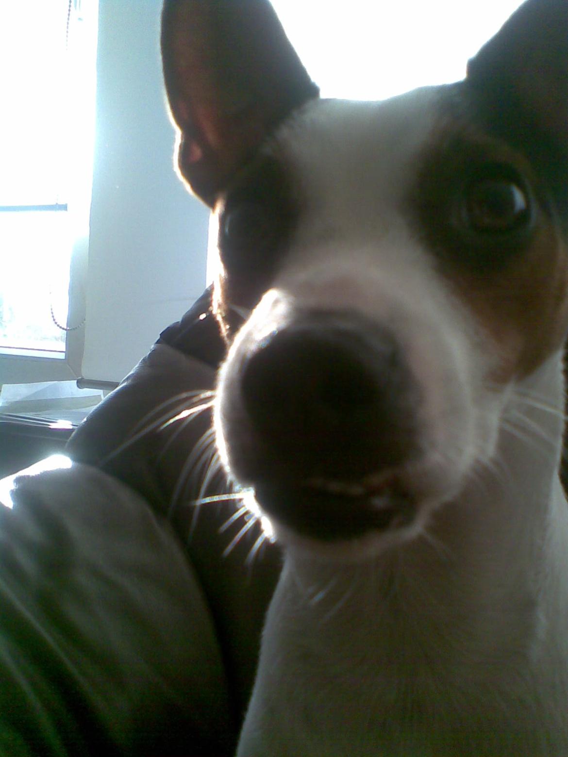 Dansk svensk gaardhund Speedy billede 4