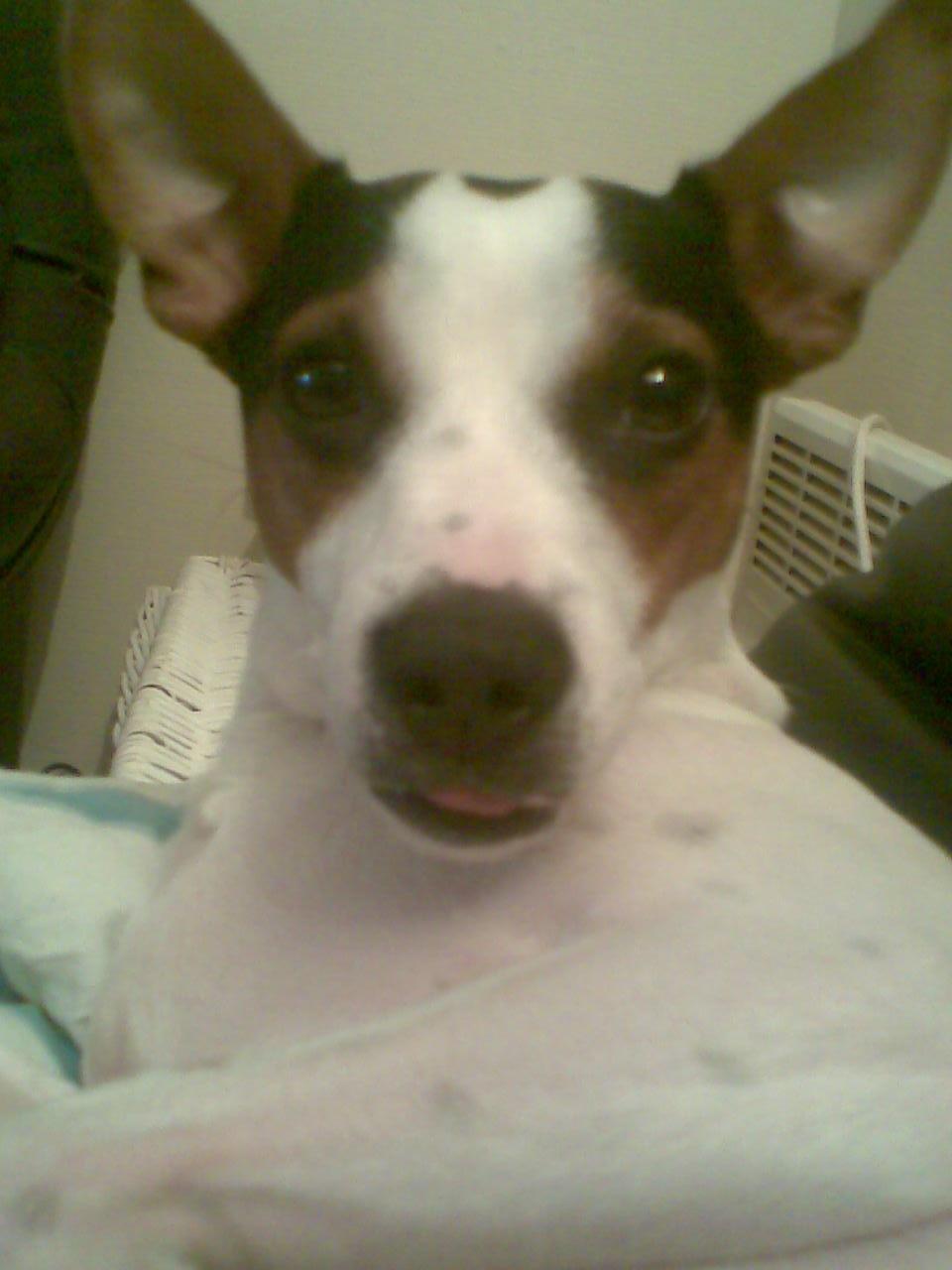 Dansk svensk gaardhund Speedy billede 5