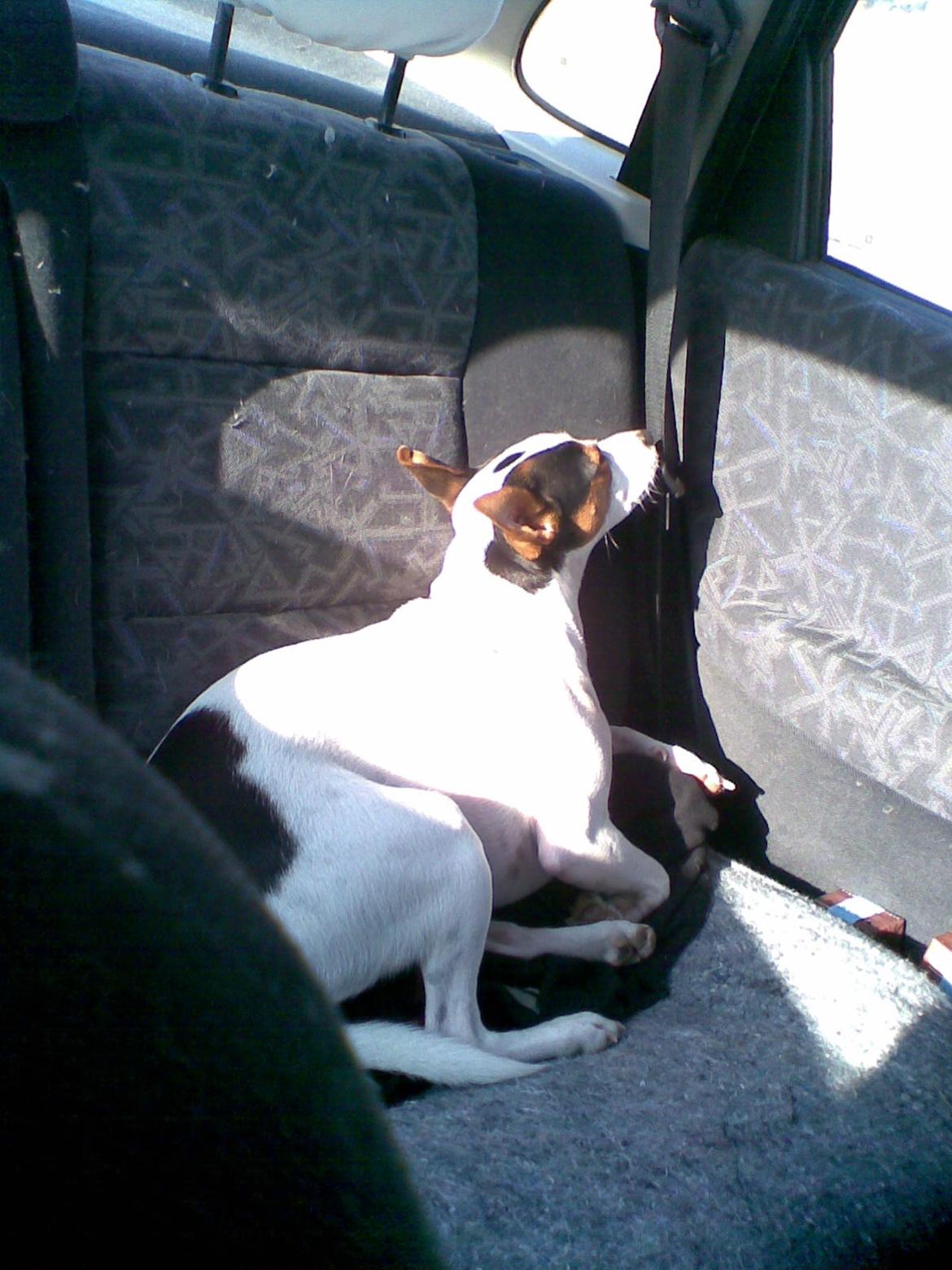 Dansk svensk gaardhund Speedy billede 6