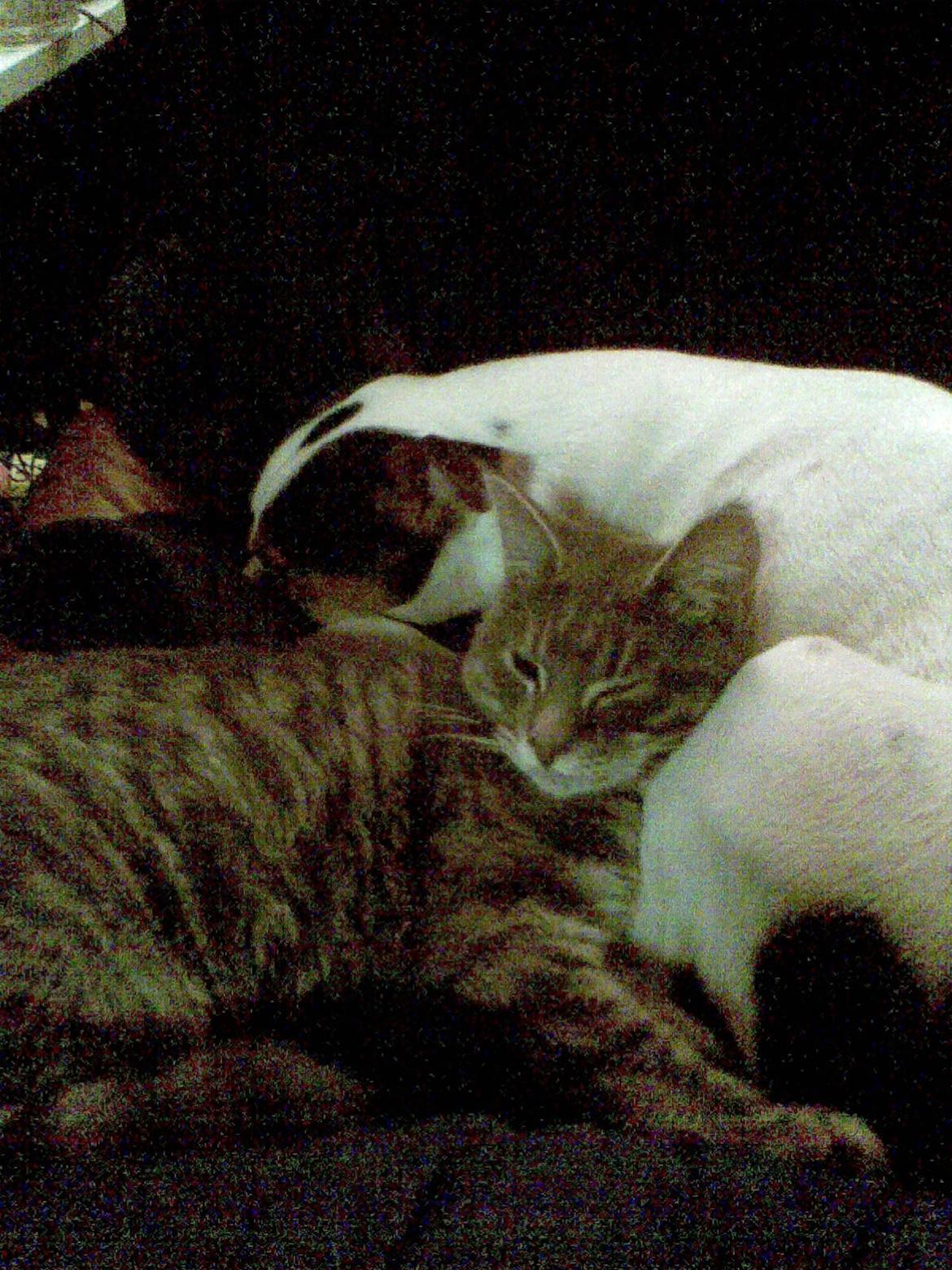 Dansk svensk gaardhund Speedy billede 7