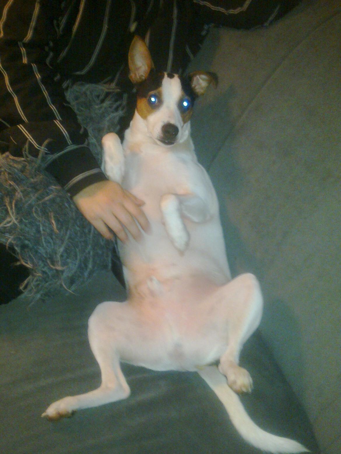 Dansk svensk gaardhund Speedy billede 8