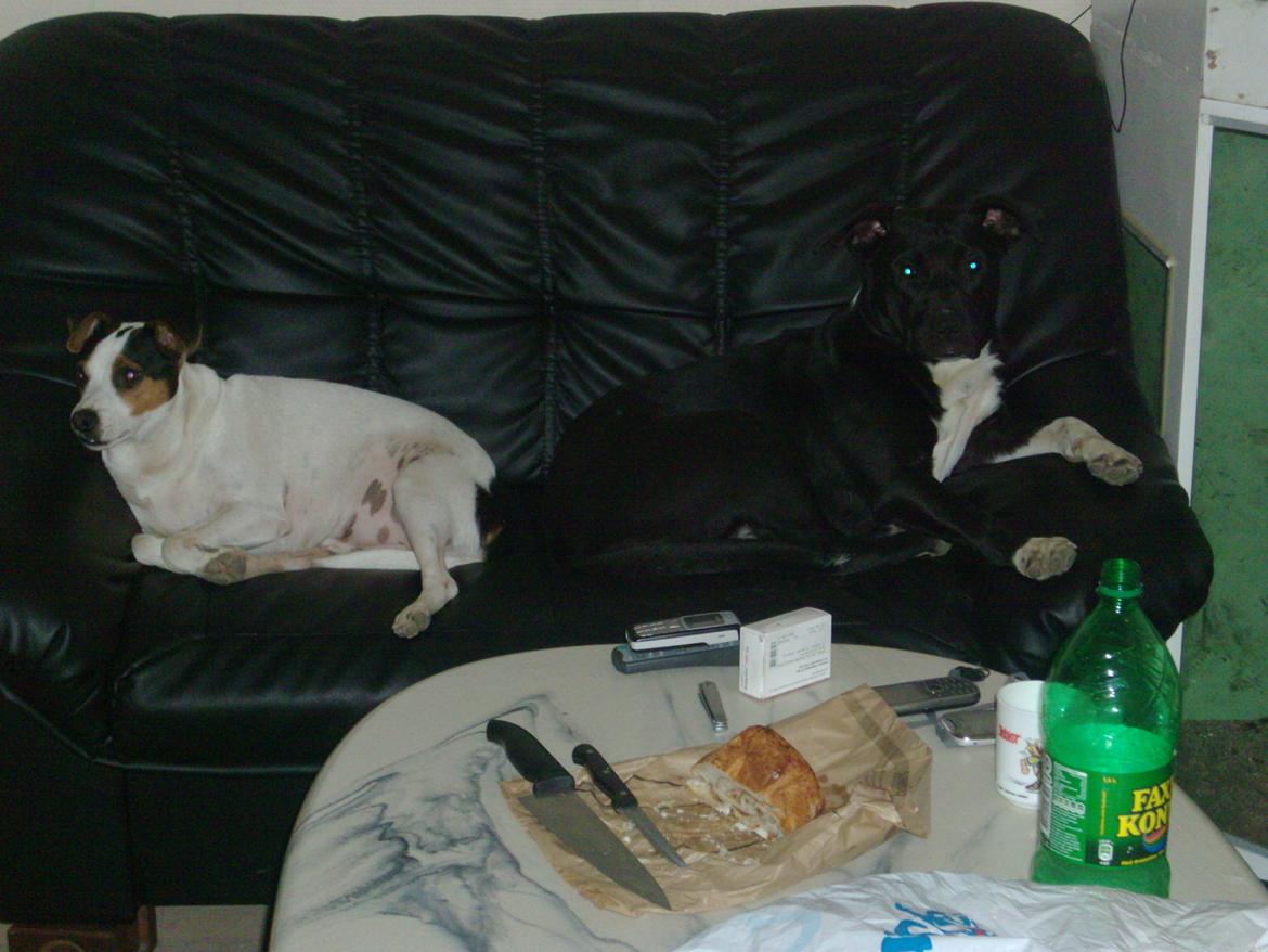 Dansk svensk gaardhund Speedy billede 9