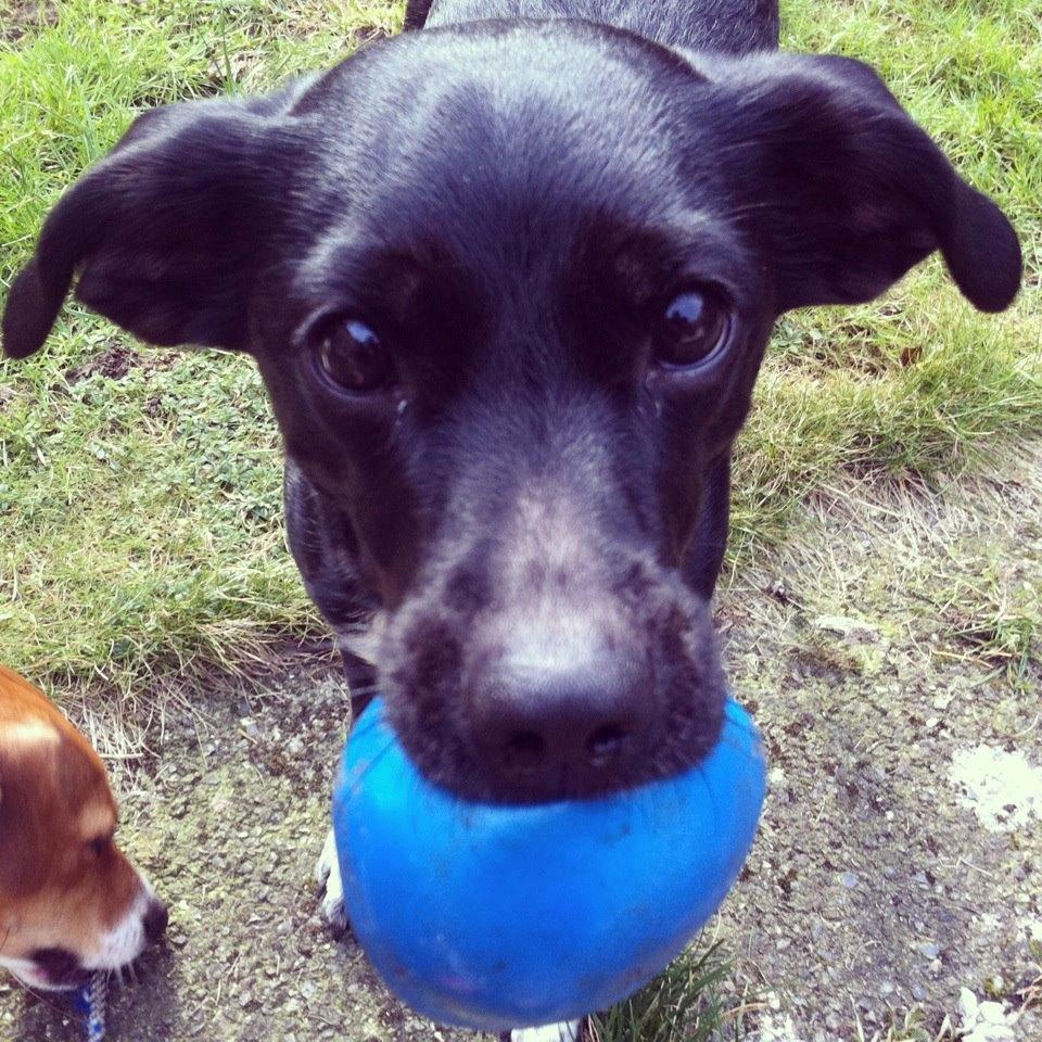 Blanding af racer Karla Malone - Vil du ikke nok kaste den?  Marts 2012 billede 19