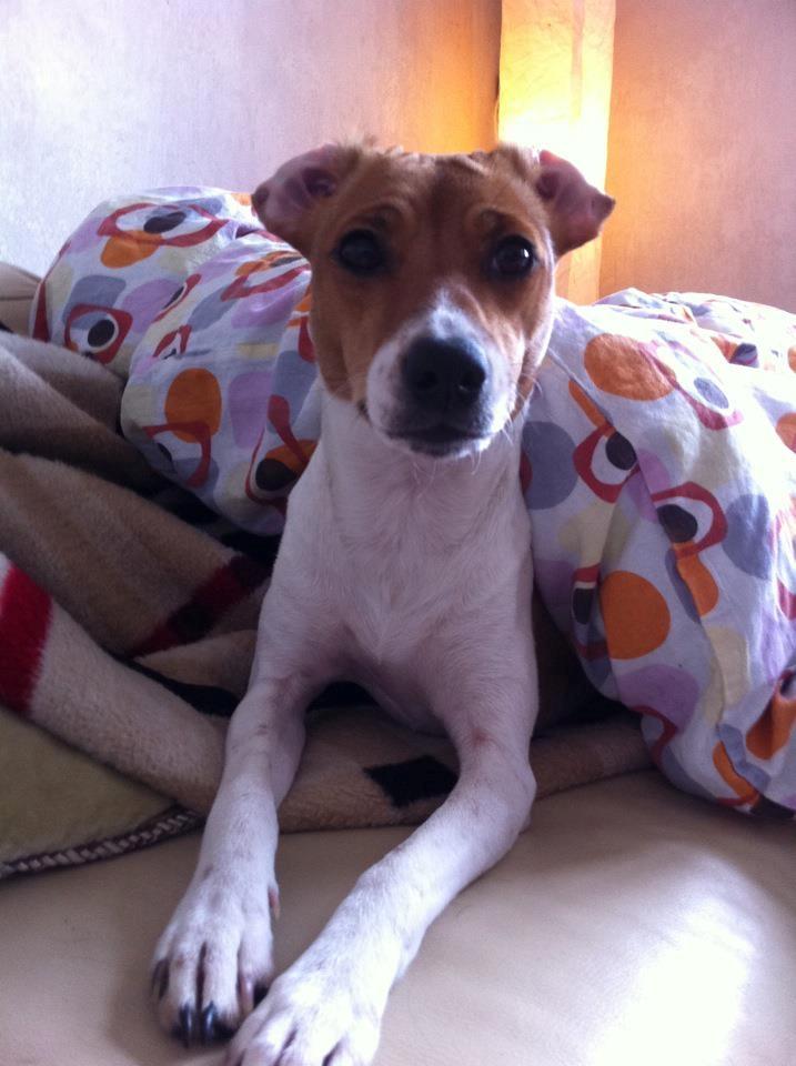 Blanding af racer Johna Stockton - Godmorgen!  9 mdr gammel billede 17