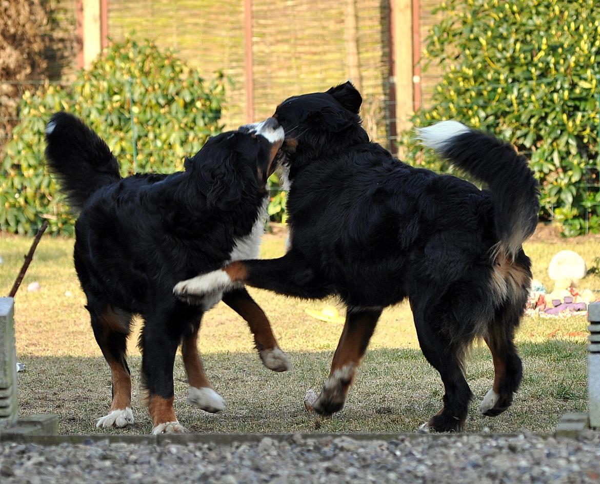 Berner sennenhund Nala - Nala og Shiba i tøse"fight" billede 20