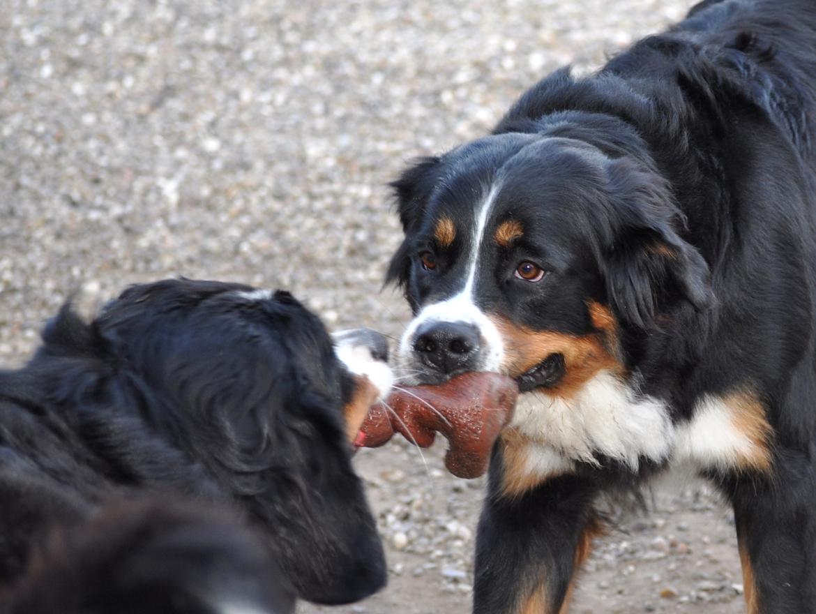 Berner sennenhund Nala - Der er nok 50 stk. legetøj i haven, men de skal altid have fat i det samme... billede 22