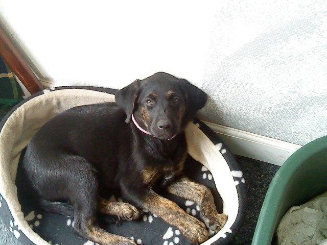 Blanding af racer dooley billede 5