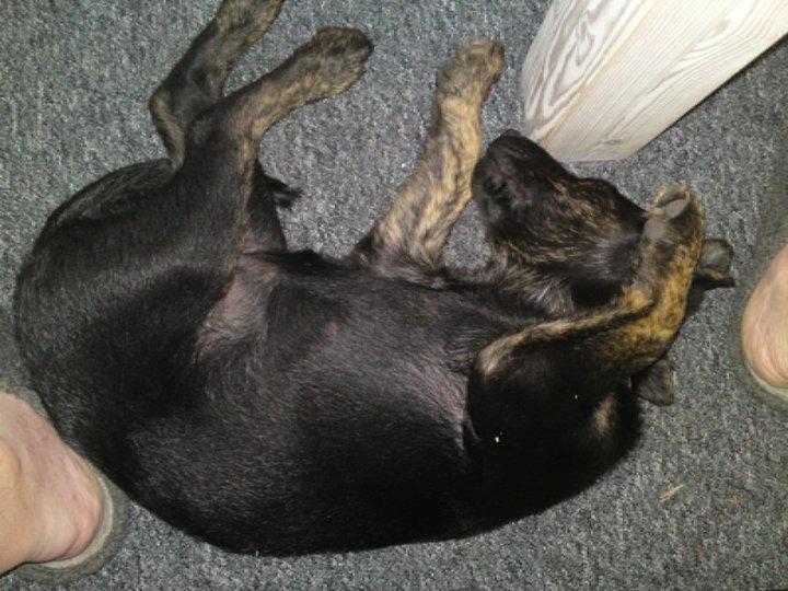 Blanding af racer dooley billede 6