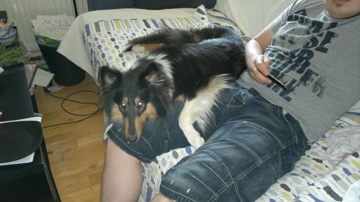 Collie langhåret Bailey billede 4