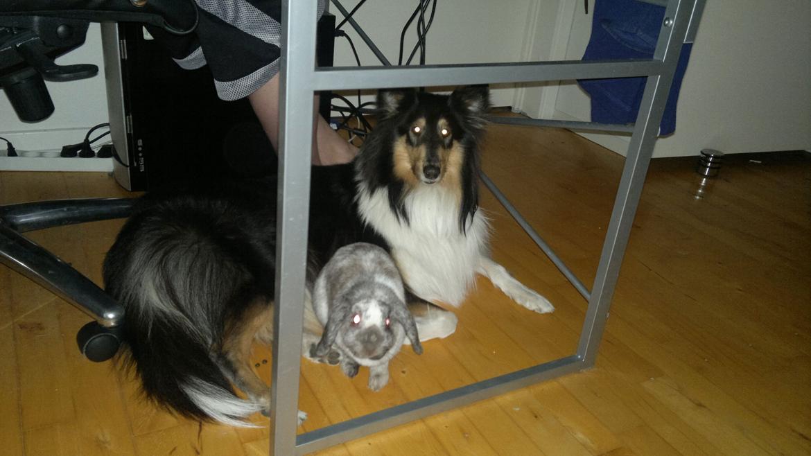 Collie langhåret Bailey billede 5