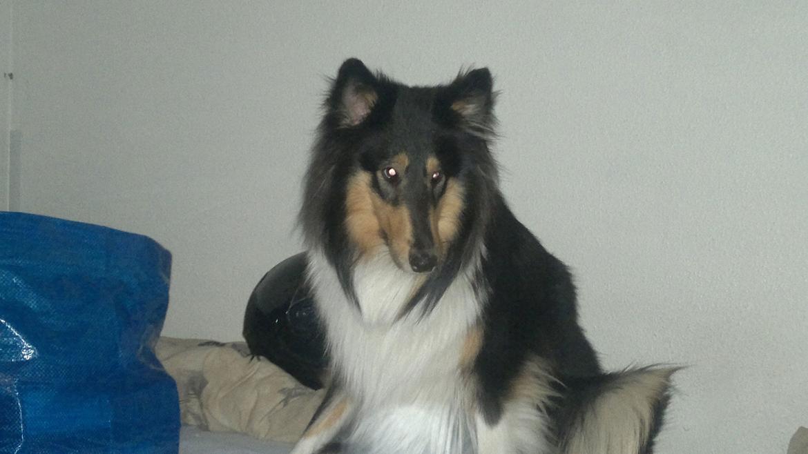 Collie langhåret Bailey billede 6