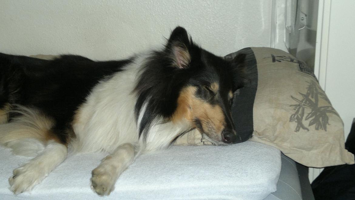 Collie langhåret Bailey billede 7