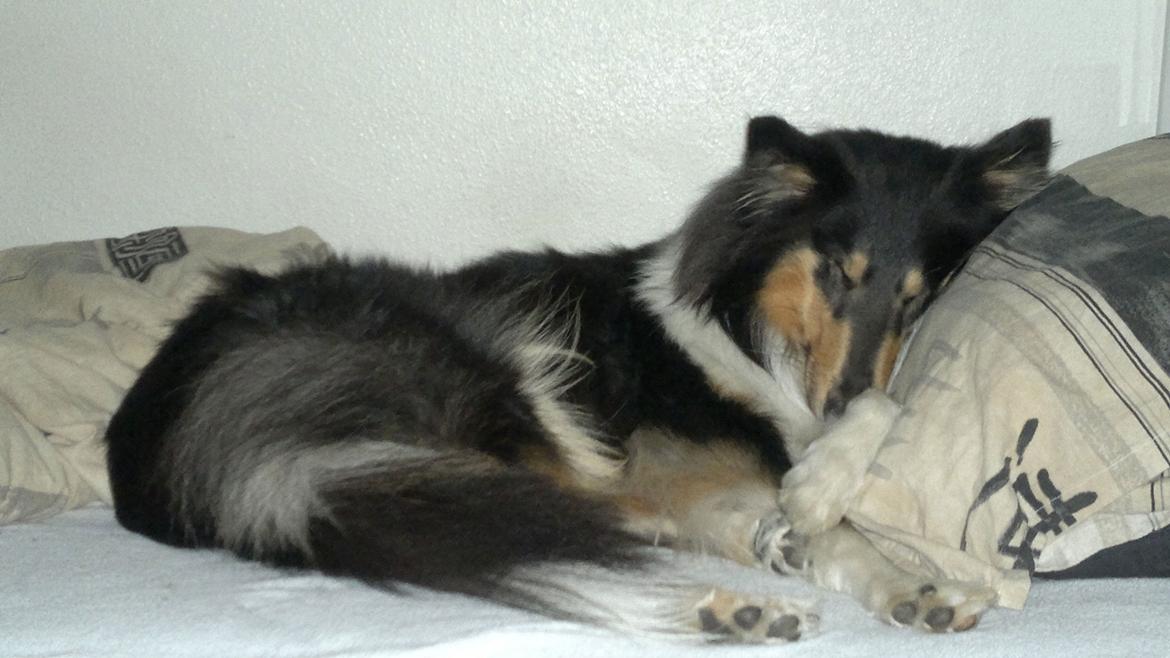 Collie langhåret Bailey billede 8