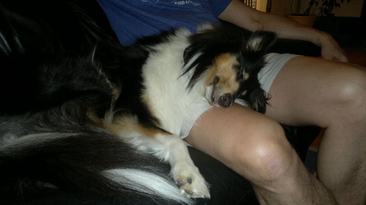 Collie langhåret Bailey billede 9