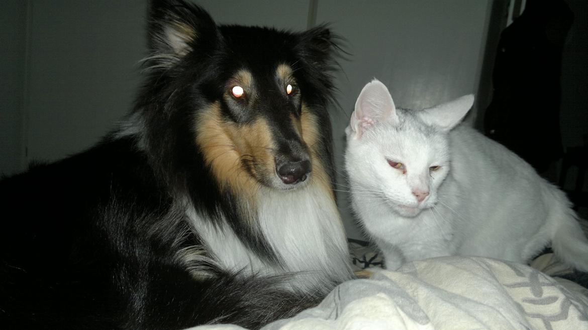 Collie langhåret Bailey billede 10