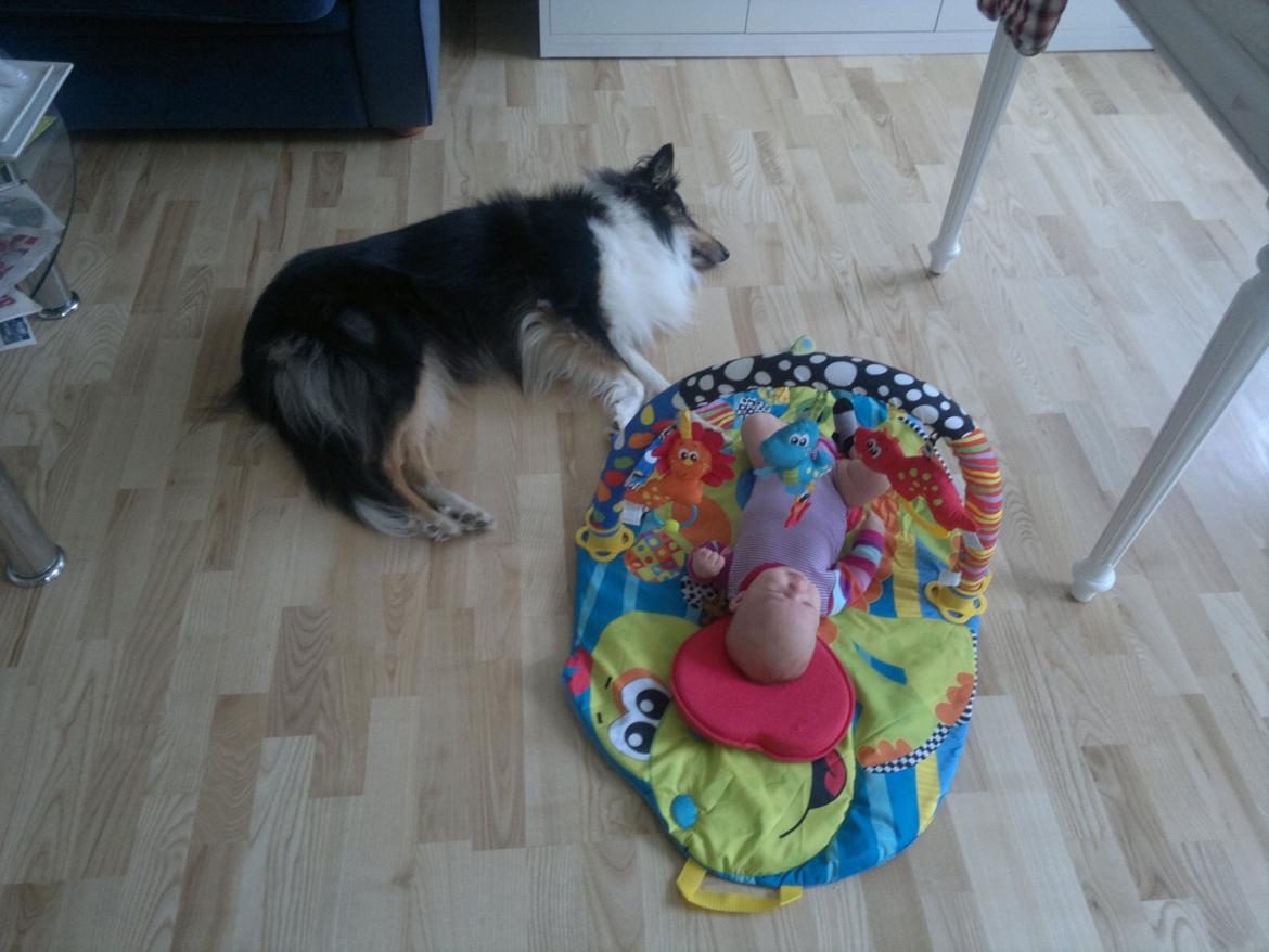 Collie langhåret Bailey billede 11