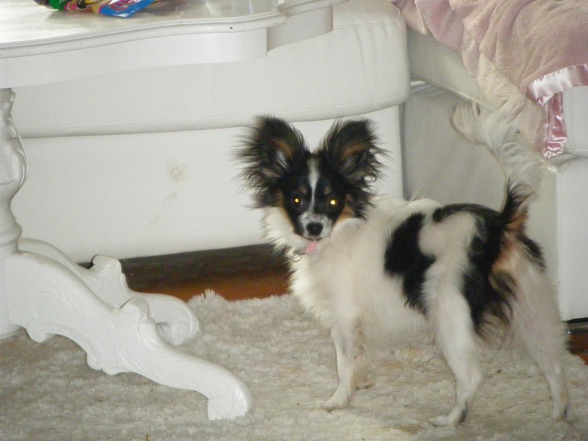 Papillon Cute Diamonds Tinker Bell - 4,5 mdr. billede 13