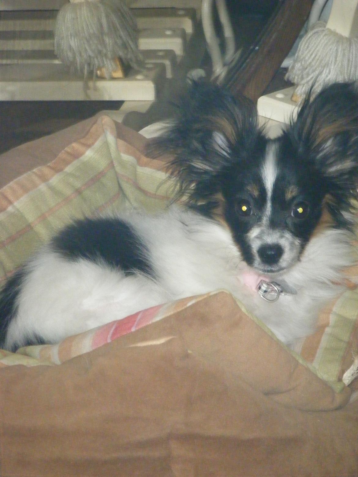 Papillon Cute Diamonds Tinker Bell - Næsten 5 mdr. billede 14