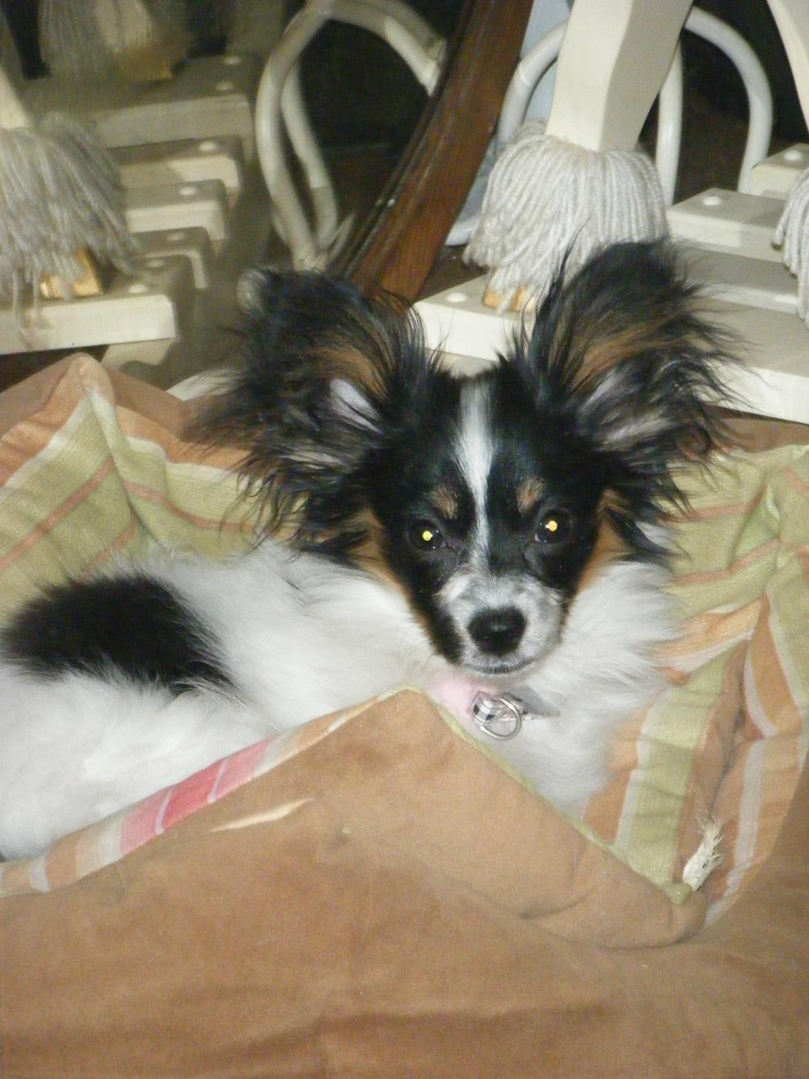 Papillon Cute Diamonds Tinker Bell - Næsten 5 mdr. billede 15