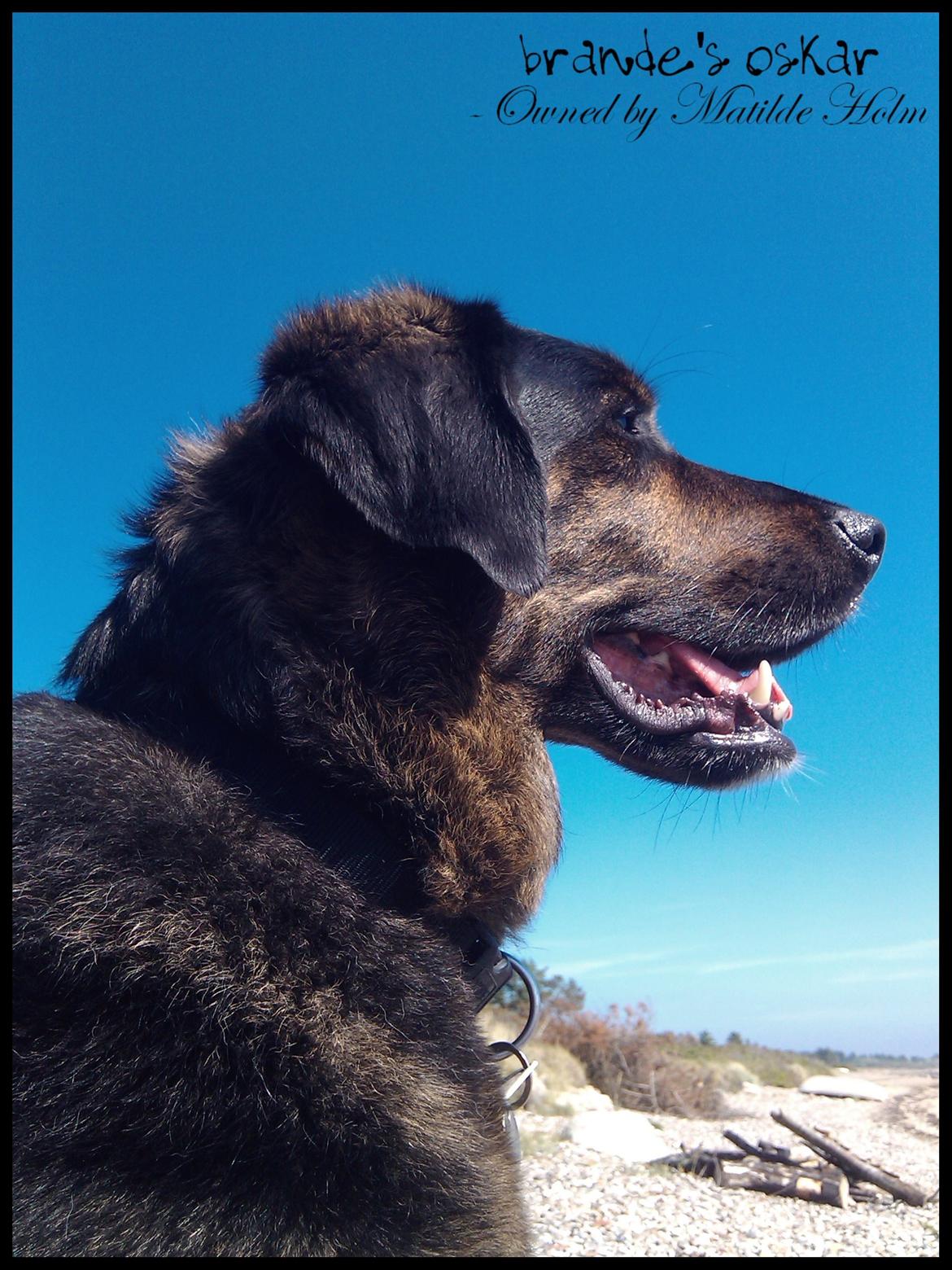 Blanding af racer Oskar R.I.P - Velkommen til Oskars profil! (: billede 1