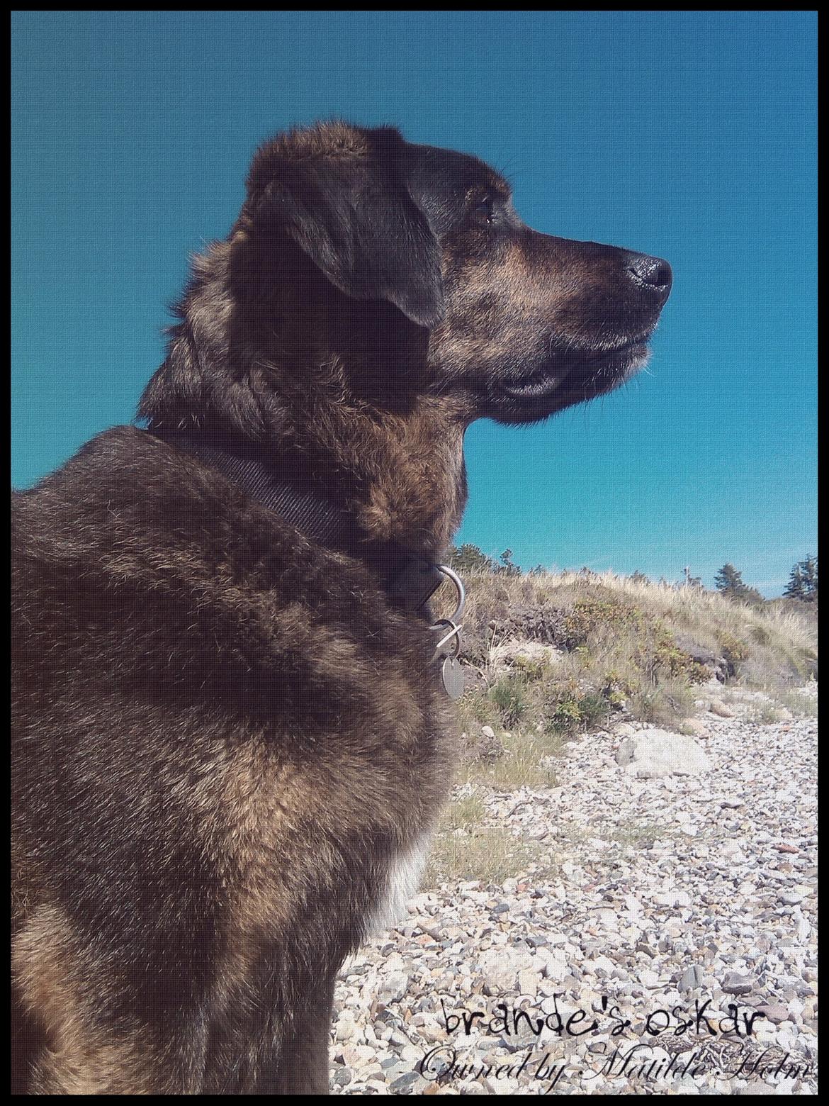 Blanding af racer Oskar R.I.P billede 2