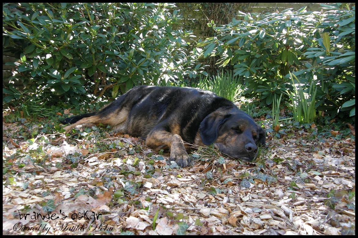 Blanding af racer Oskar R.I.P billede 3