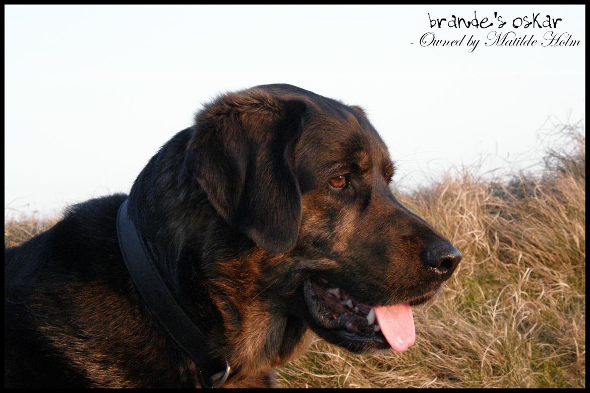 Blanding af racer Oskar R.I.P billede 5