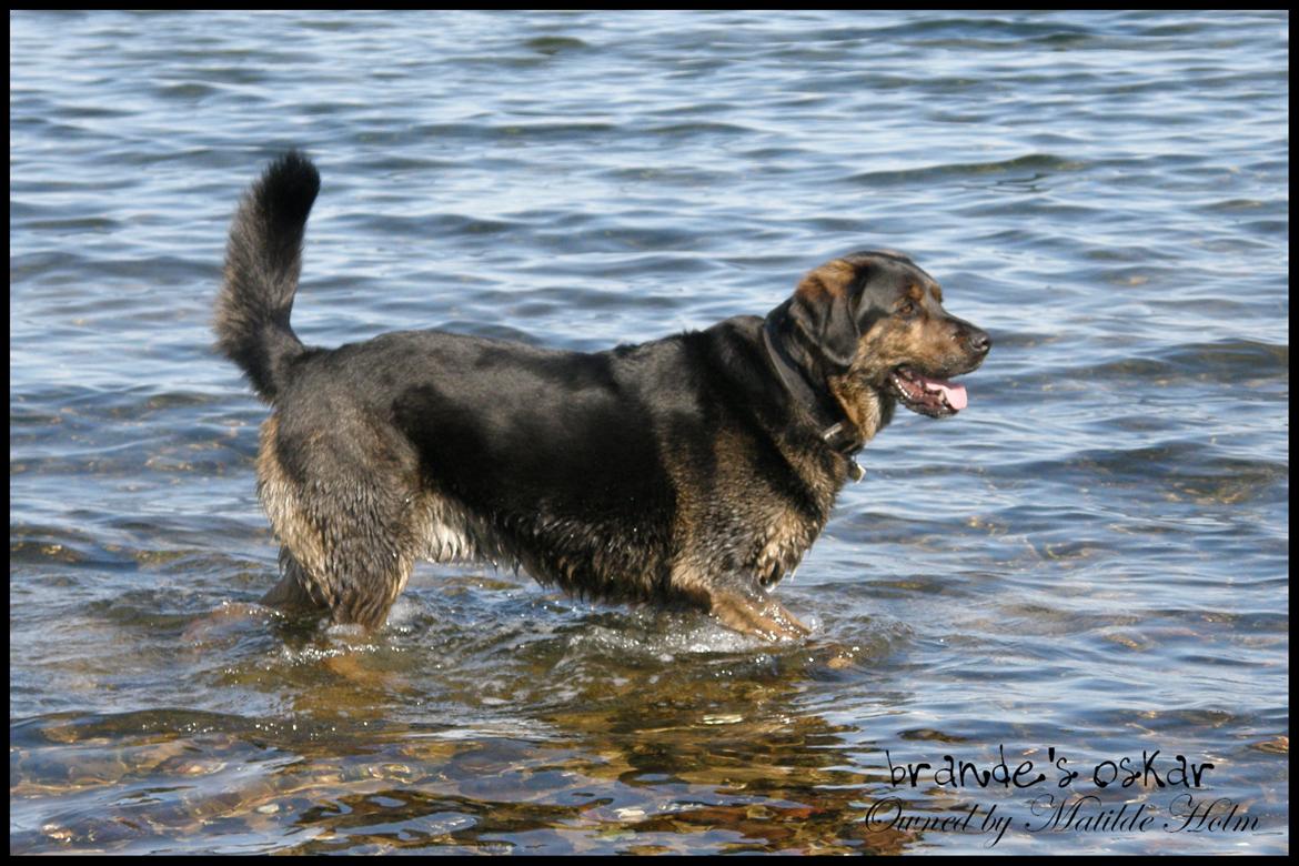 Blanding af racer Oskar R.I.P billede 6