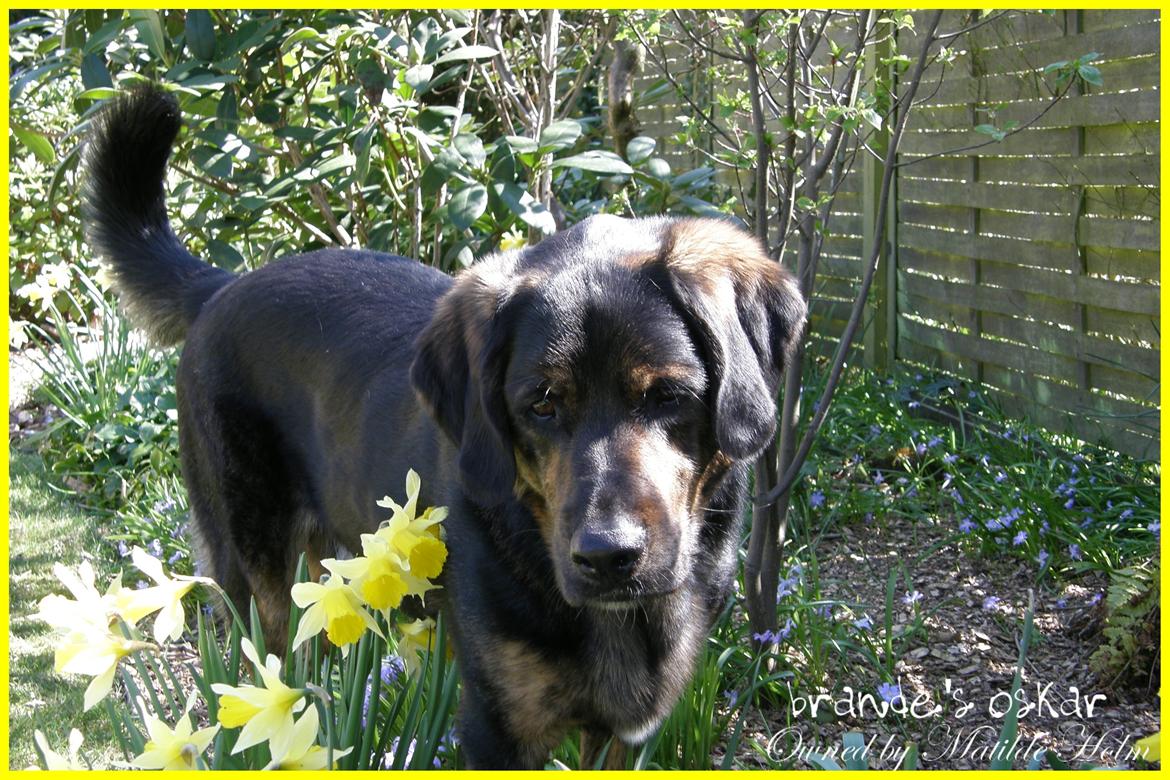 Blanding af racer Oskar R.I.P billede 7