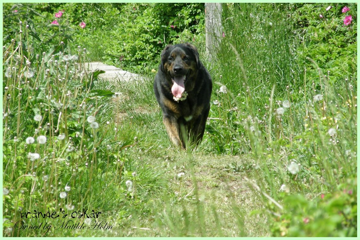 Blanding af racer Oskar R.I.P billede 8