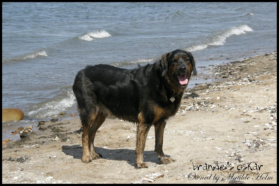 Blanding af racer Oskar R.I.P billede 9