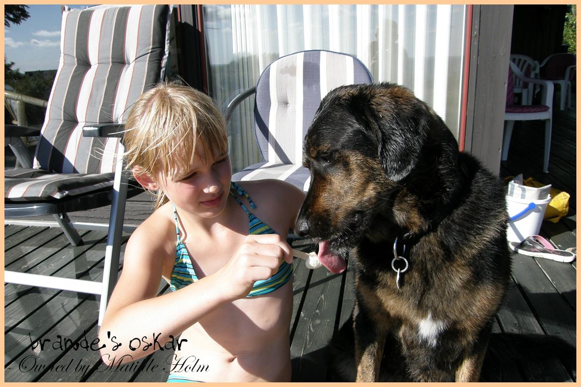 Blanding af racer Oskar R.I.P - Får sig lige en flødeis, hehe (; billede 10